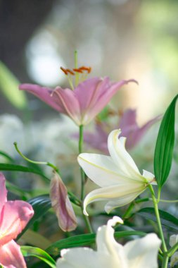 Pembe Lily Bloom, yumuşak bokeh arkaplanlı canlı pembe zambaklar..