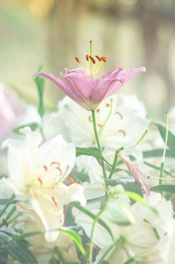 Pembe Lily Bloom, yumuşak bokeh arkaplanlı canlı pembe zambaklar..