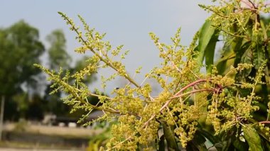 Mango buketi ya da mango çiçeği mango ağaçlarında tomurcuklanıyor..