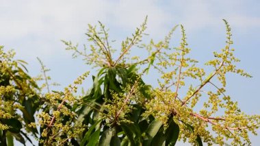 Mango buketi ya da mango çiçeği mango ağaçlarında tomurcuklanıyor..