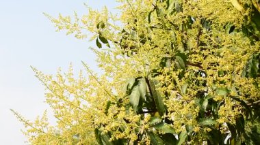 Mango buketi ya da mango çiçeği mango ağaçlarında tomurcuklanıyor..