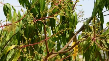 Mango buketi ya da mango çiçeği mango ağaçlarında tomurcuklanıyor..