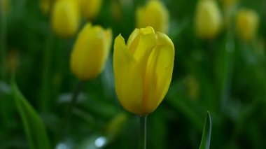 Yakın plan Sarı Lale Bahar Bahçesinde Çiçek açıyor.