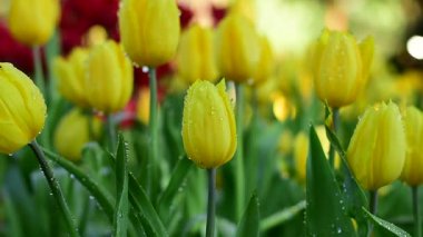 Yakın plan Sarı Lale Bahar Bahçesinde Çiçek açıyor.