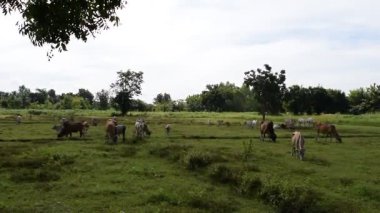 Güneşli bir günde yeşil bir çayırda otlayan inekler