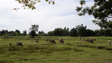 Güneşli bir günde yeşil bir çayırda otlayan inekler