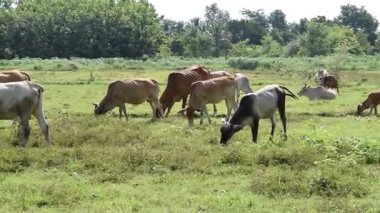 Güneşli bir günde yeşil bir çayırda otlayan inekler