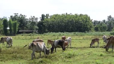 Güneşli bir günde yeşil bir çayırda otlayan inekler