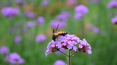 Arı çiçeğe yaklaşır, arılar çiçeklerin etrafında uçar, Verbena Bonariensis onları çeker..