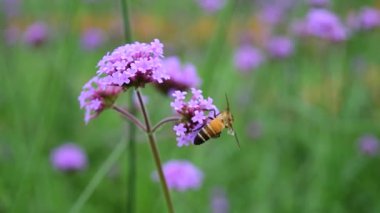 Arı çiçeğe yaklaşır, arılar çiçeklerin etrafında uçar, Verbena Bonariensis onları çeker..
