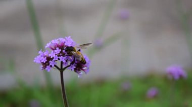 Arı çiçeğe yaklaşır, arılar çiçeklerin etrafında uçar, Verbena Bonariensis onları çeker..