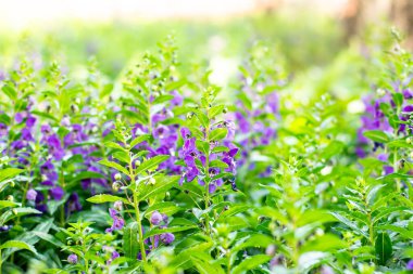 Angelonia Goyazensis Benth 'in yakın plan görüntüsü seçici bir odak ile, canlı mor Angelonia çiçekleri sergiliyor doğal bir çayır bahçesinde güzel çiçekler açıyor..