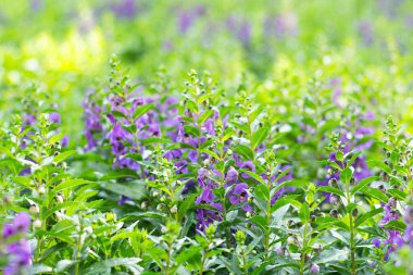 Angelonia Goyazensis Benth 'in yakın plan görüntüsü seçici bir odak ile, canlı mor Angelonia çiçekleri sergiliyor doğal bir çayır bahçesinde güzel çiçekler açıyor..