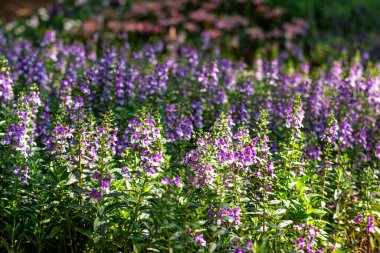 Angelonia Goyazensis Benth 'in yakın plan görüntüsü seçici bir odak ile, canlı mor Angelonia çiçekleri sergiliyor doğal bir çayır bahçesinde güzel çiçekler açıyor..