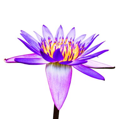Beyaz arka plan üzerinde izole mor lotus