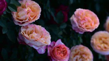 Sükunet Bahçesinde Sabah Işığında açan Renkli Güller