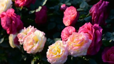 Sükunet Bahçesinde Sabah Işığında açan Renkli Güller