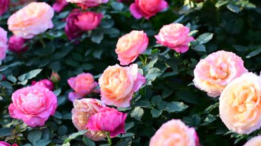 Sükunet Bahçesinde Sabah Işığında açan Renkli Güller