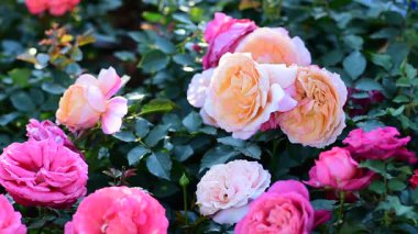 Sükunet Bahçesinde Sabah Işığında açan Renkli Güller