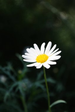 Bahçede açan beyaz papatyalar