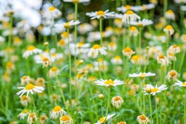 Bahçede açan beyaz papatyalar