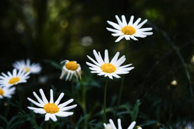 Bahçede açan beyaz papatyalar