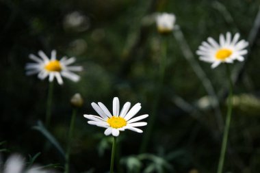Bahçede açan beyaz papatyalar