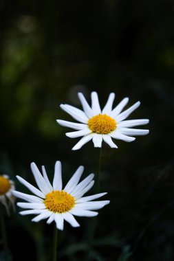 Bahçede açan beyaz papatyalar