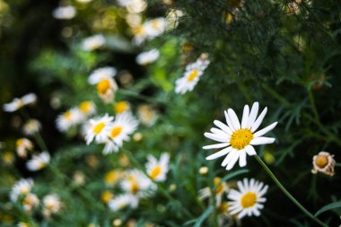 Bahçede açan beyaz papatyalar