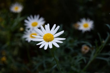 Bahçede açan beyaz papatyalar