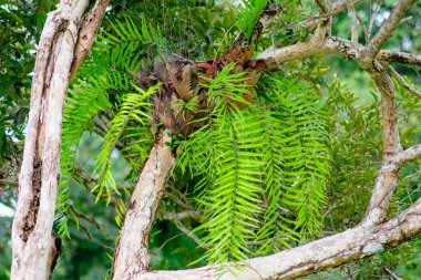 Tropikal Ormandaki Ağaç Dalında Parlak Yeşil Fern