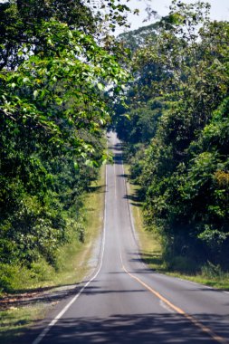 Tayland, Khao Yai Ulusal Parkı 'ndaki Manzaralı Orman Yolu.