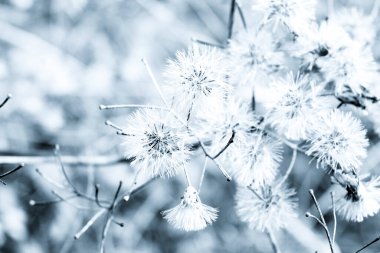 Arka plan için doğaya yayılmış bulanık çimenler, siyah ve beyaz vintage filtre.