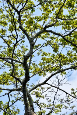 Birbirine Bağlı Dalları ve Açık Mavi Gökyüzü Ağaç Tepesi