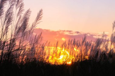 Gün batımında kuru otlar.