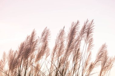 Gün batımında kuru otlar.