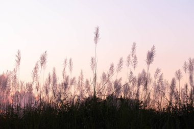 Gün batımında kuru otlar.