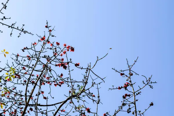 Çiçekli Ağaç Dalları Mavi Gökyüzüne Karşı