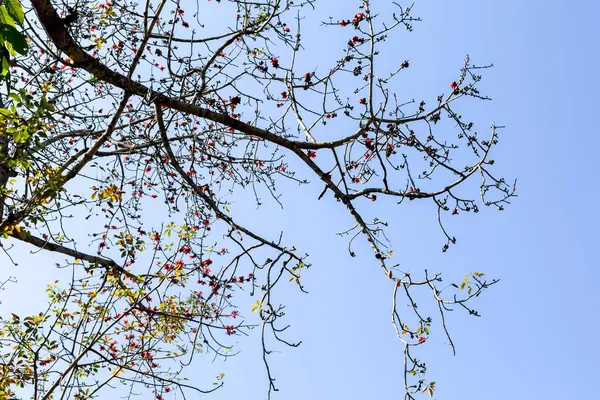 Çiçekli Ağaç Dalları Mavi Gökyüzüne Karşı