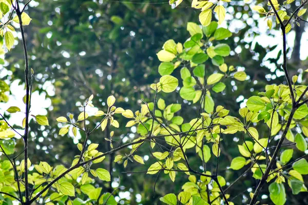 Birbirine Bağlı Dalları ve Açık Mavi Gökyüzü Ağaç Tepesi