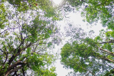 Birbirine Bağlı Dalları ve Mavi Gökyüzüyle Ağaçta Tepe