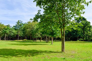 Temiz gökyüzü ve arka planda antik kalıntıları olan yeşil orman parkı.