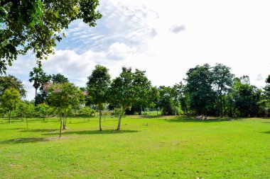 Temiz gökyüzü ve arka planda antik kalıntıları olan yeşil orman parkı.
