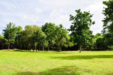 Temiz gökyüzü ve arka planda antik kalıntıları olan yeşil orman parkı.