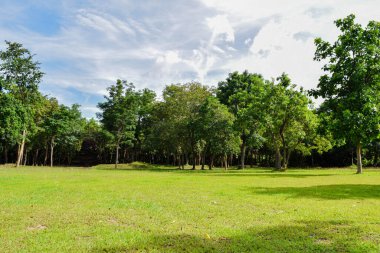 Temiz gökyüzü ve arka planda antik kalıntıları olan yeşil orman parkı.