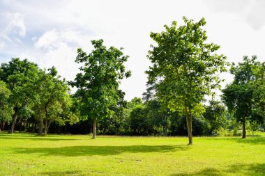 Temiz gökyüzü ve arka planda antik kalıntıları olan yeşil orman parkı.