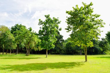Temiz gökyüzü ve arka planda antik kalıntıları olan yeşil orman parkı.