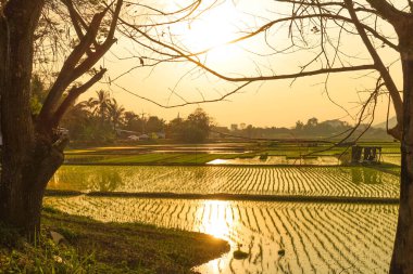 Gün doğumunda ve günbatımında yemyeşil çeltik tarlalarında genç pirinç bitkileri