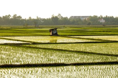 Gün doğumunda ve günbatımında yemyeşil çeltik tarlalarında genç pirinç bitkileri