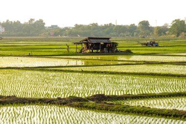 Gün doğumunda ve günbatımında yemyeşil çeltik tarlalarında genç pirinç bitkileri